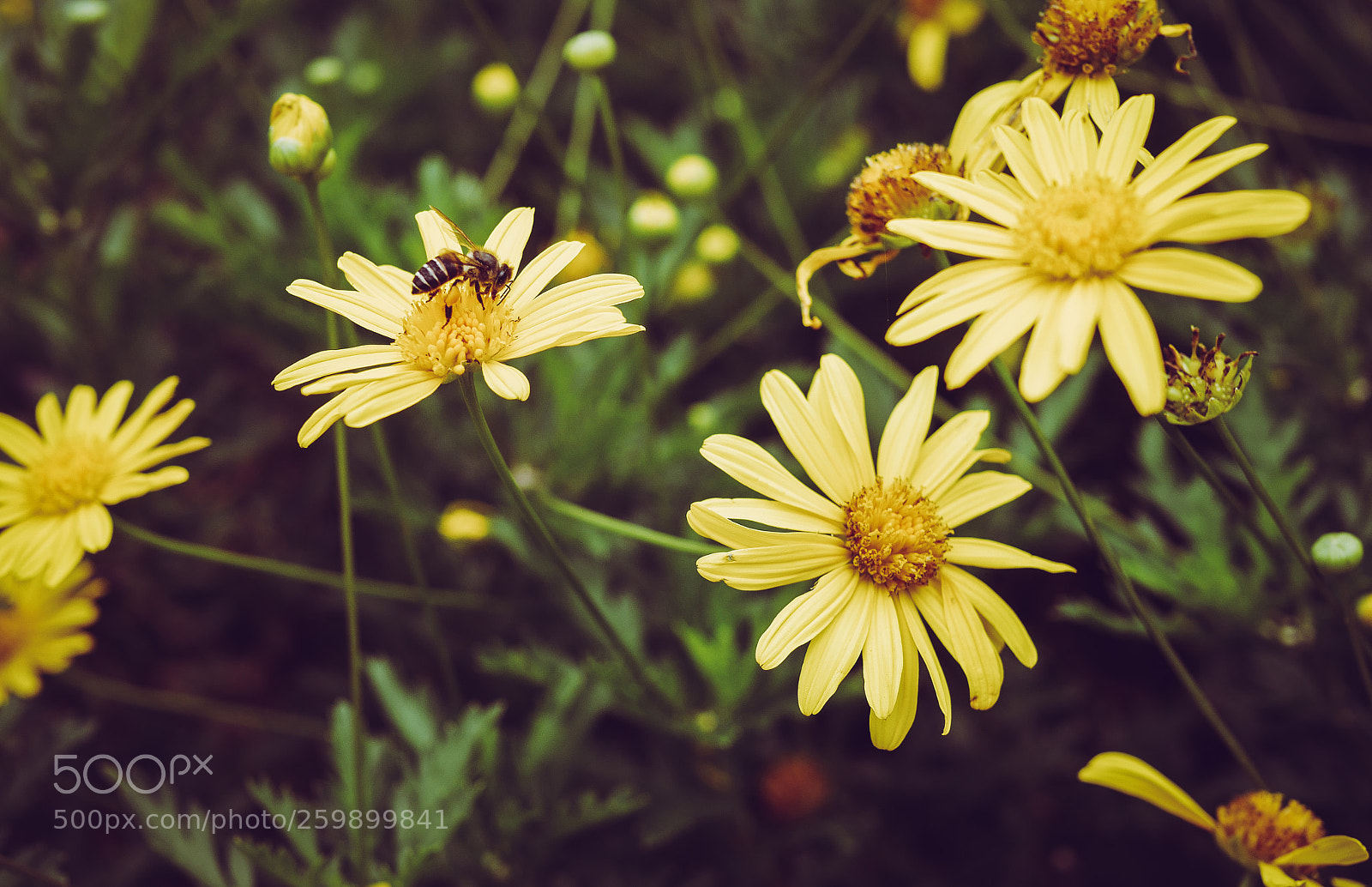 Panasonic Lumix DMC-GX7 sample photo. Imaginemore photography photography