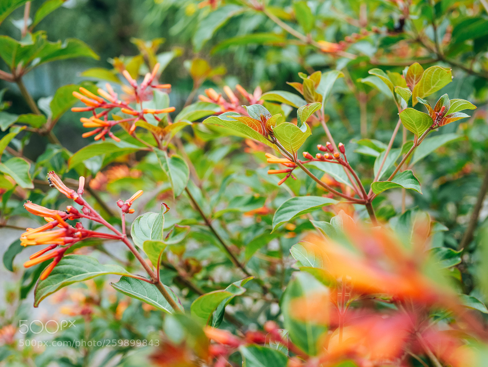 Panasonic Lumix DMC-GX7 sample photo. Imaginemore photography photography