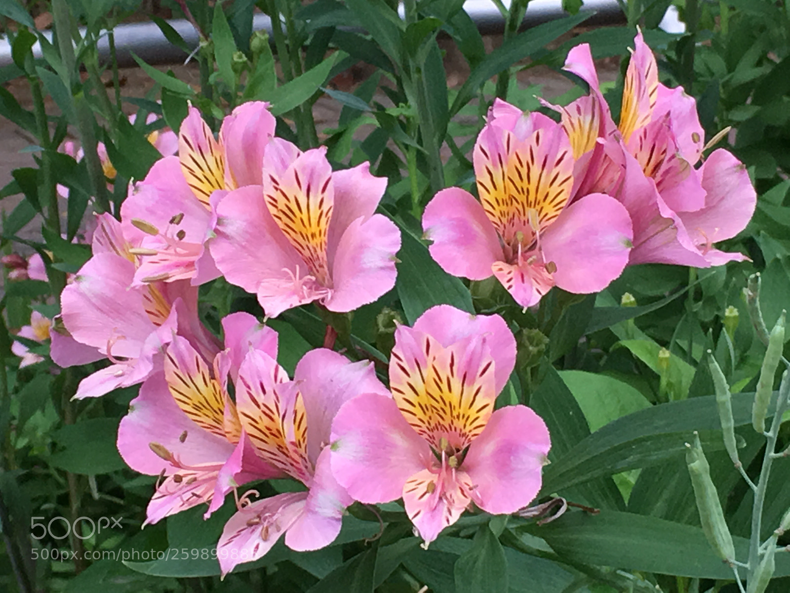 Apple iPhone 6s Plus sample photo. Spring2018 flowers photography