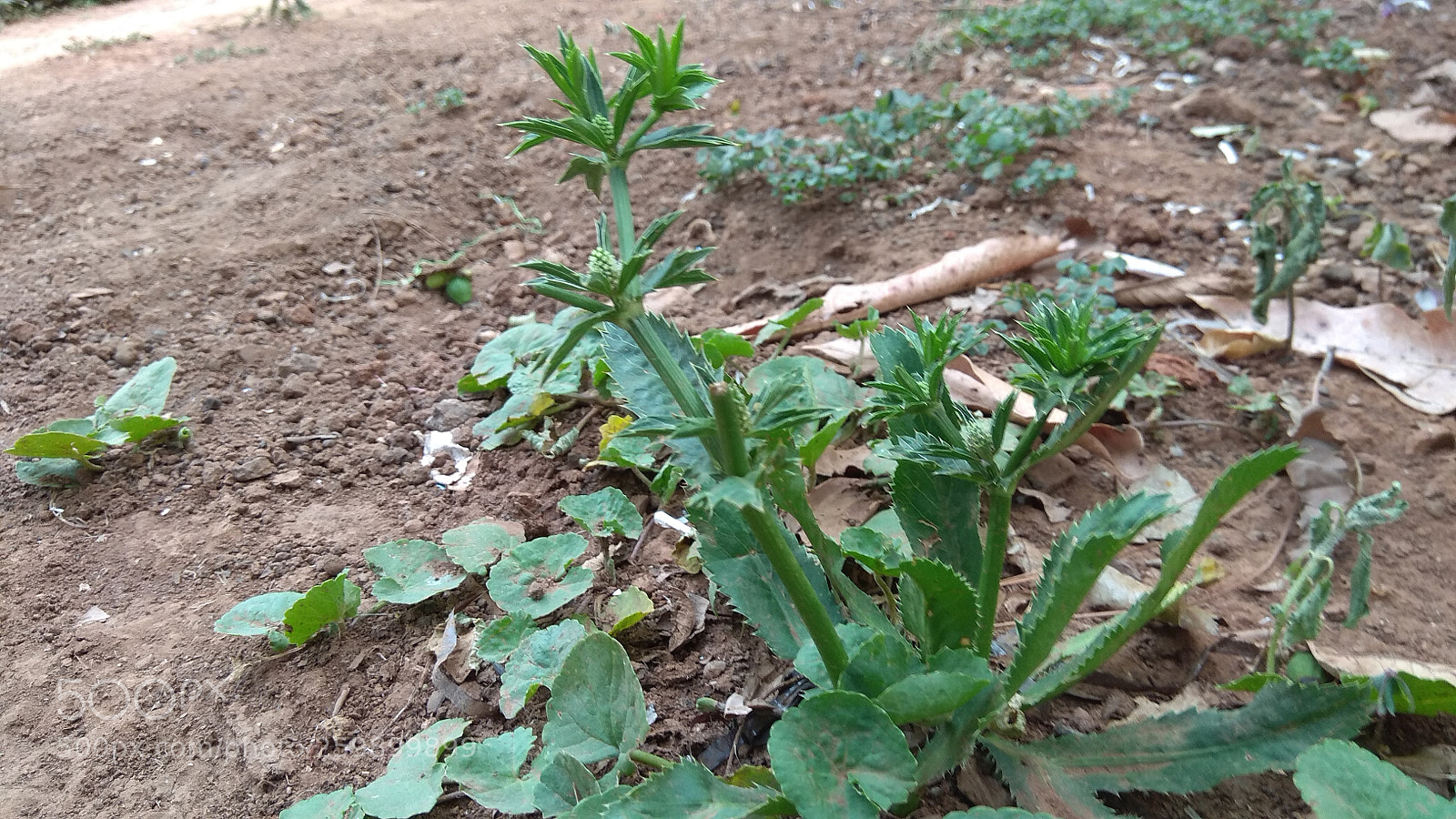 Xiaomi Redmi Note 4 sample photo. Untitled photography