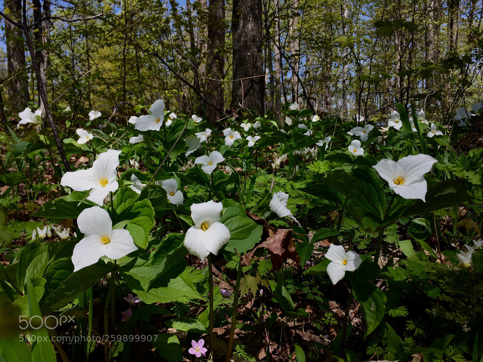 Apple iPhone 6 sample photo. Trillium blanket ~ photography