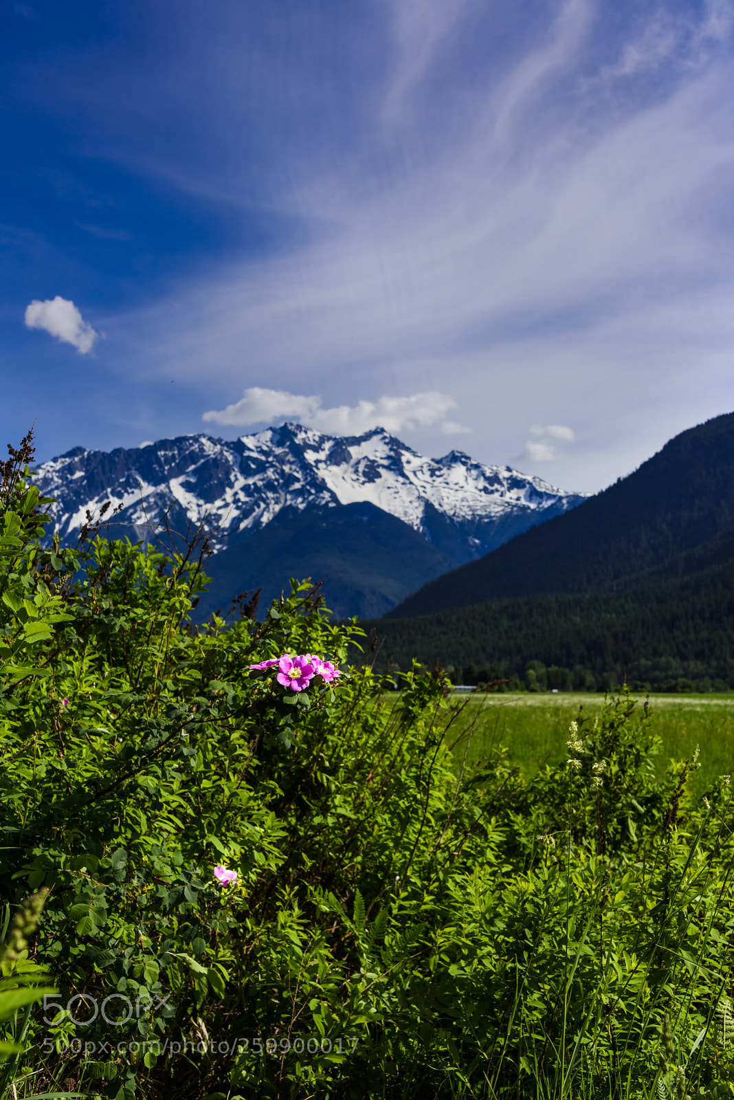 Nikon D810 sample photo. Wild rose against mt photography