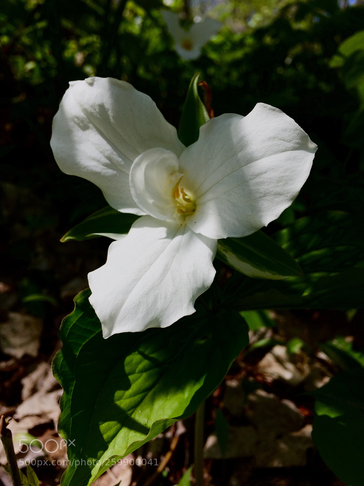 Apple iPhone 6 sample photo. A single trillium ~ photography