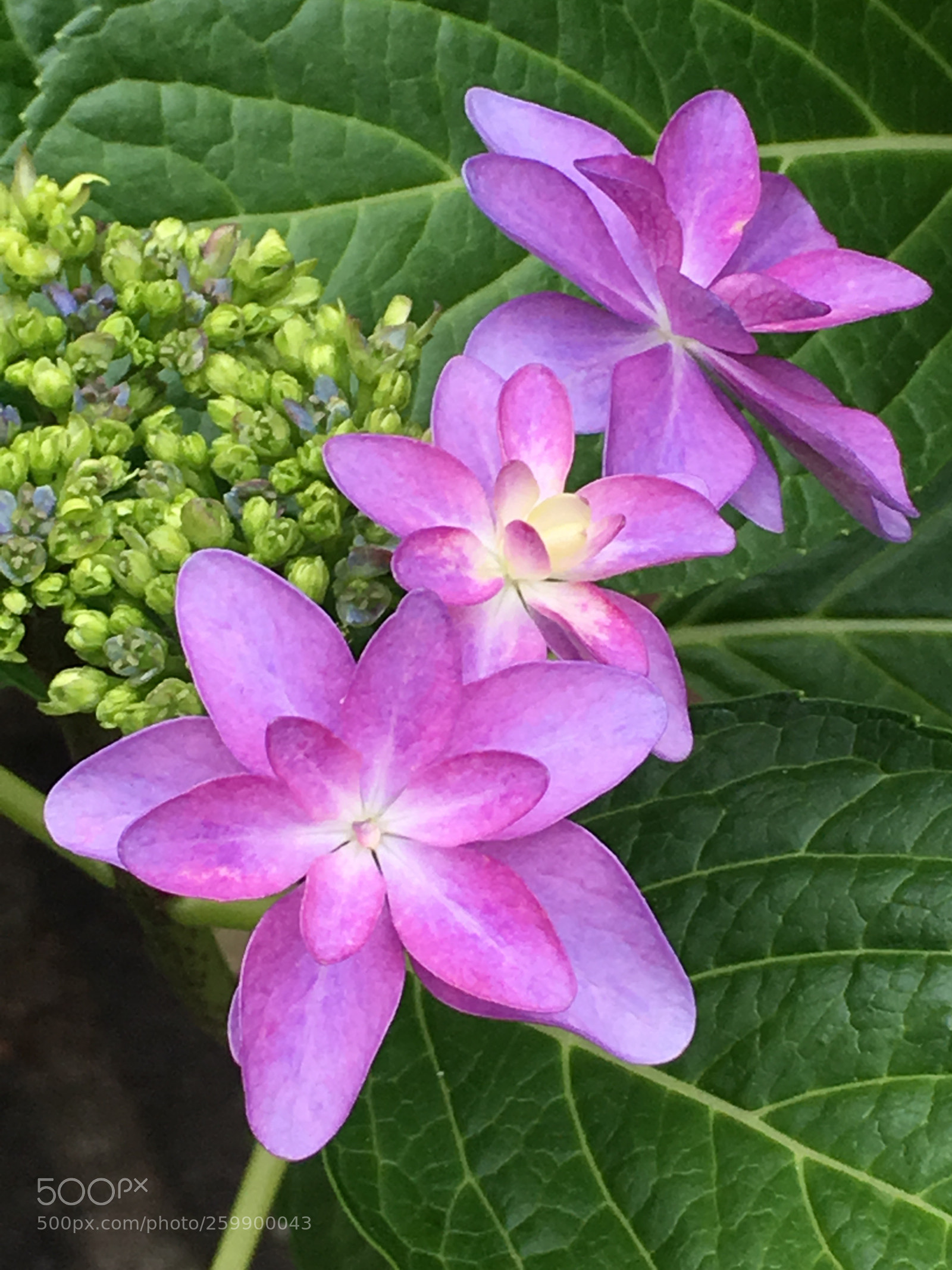 Apple iPhone 6s Plus sample photo. Spring2018 flowers photography