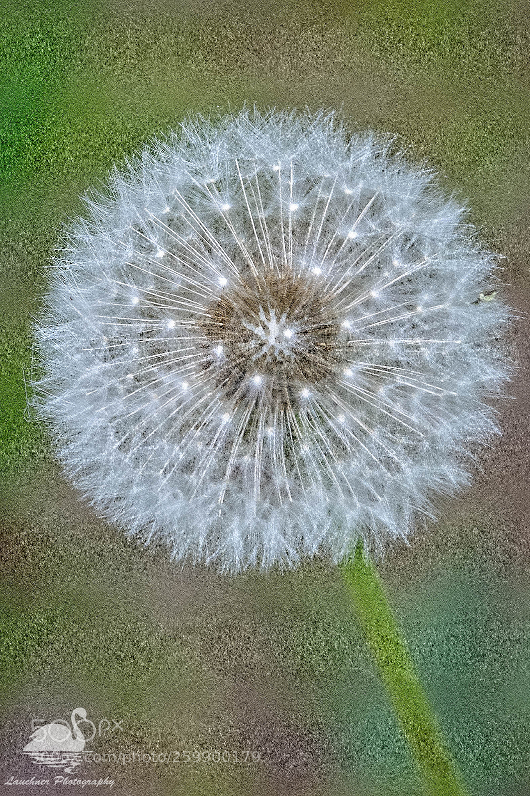 Nikon D5200 sample photo. A weed photography