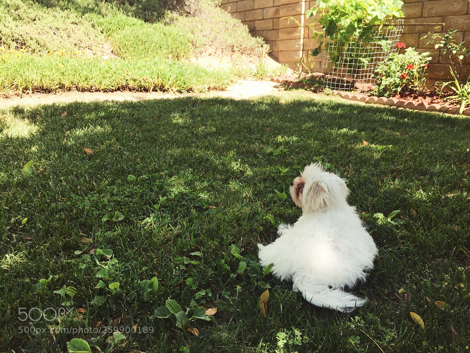 Apple iPhone 6 sample photo. Kiwi photography