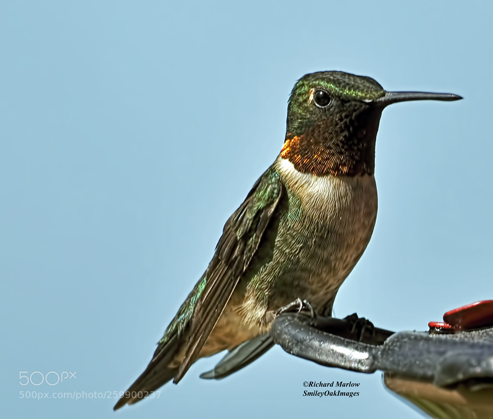 Nikon D5000 sample photo. Hummingbird photography
