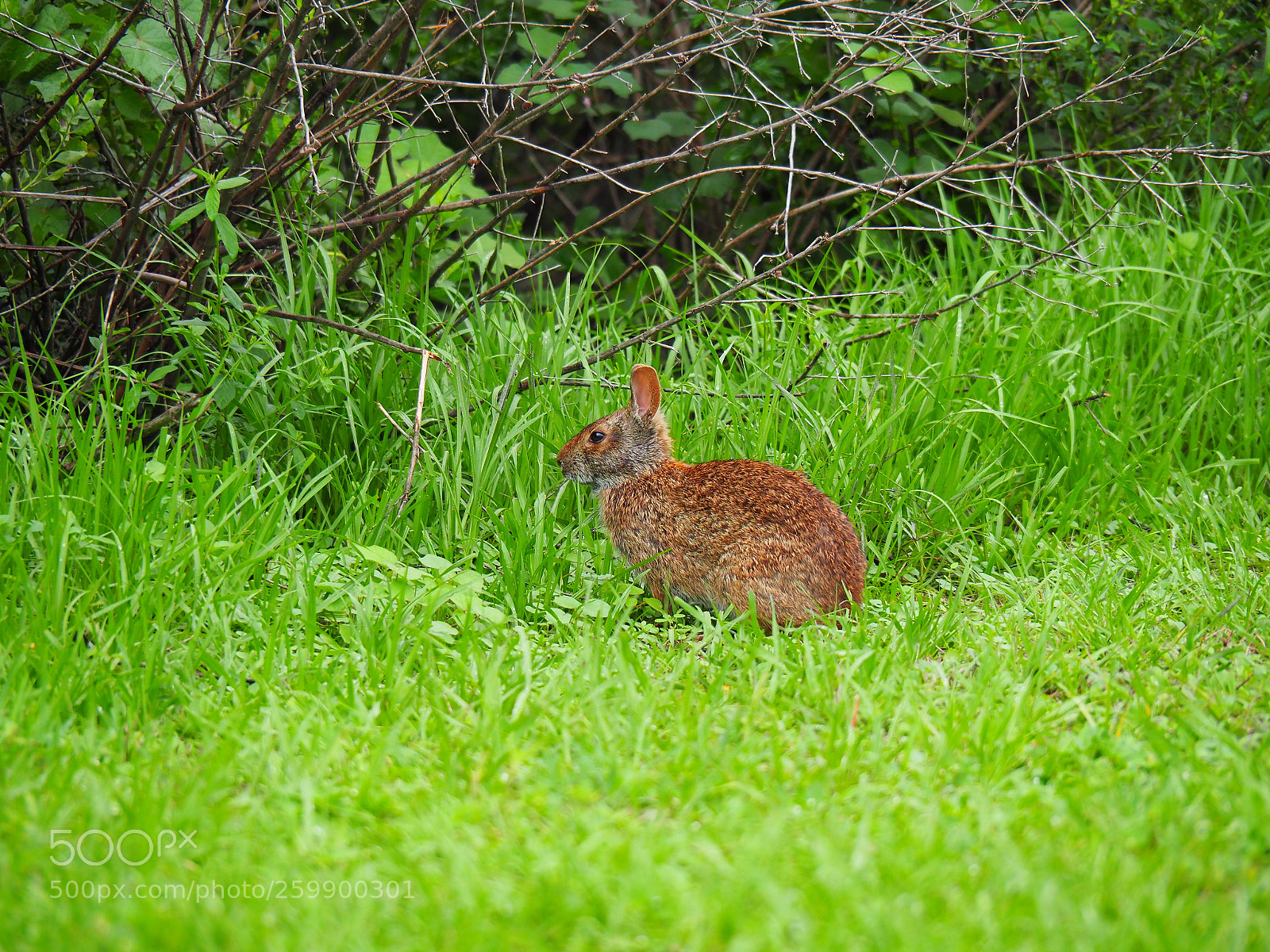 Olympus OM-D E-M1 Mark II sample photo. Untitled photography