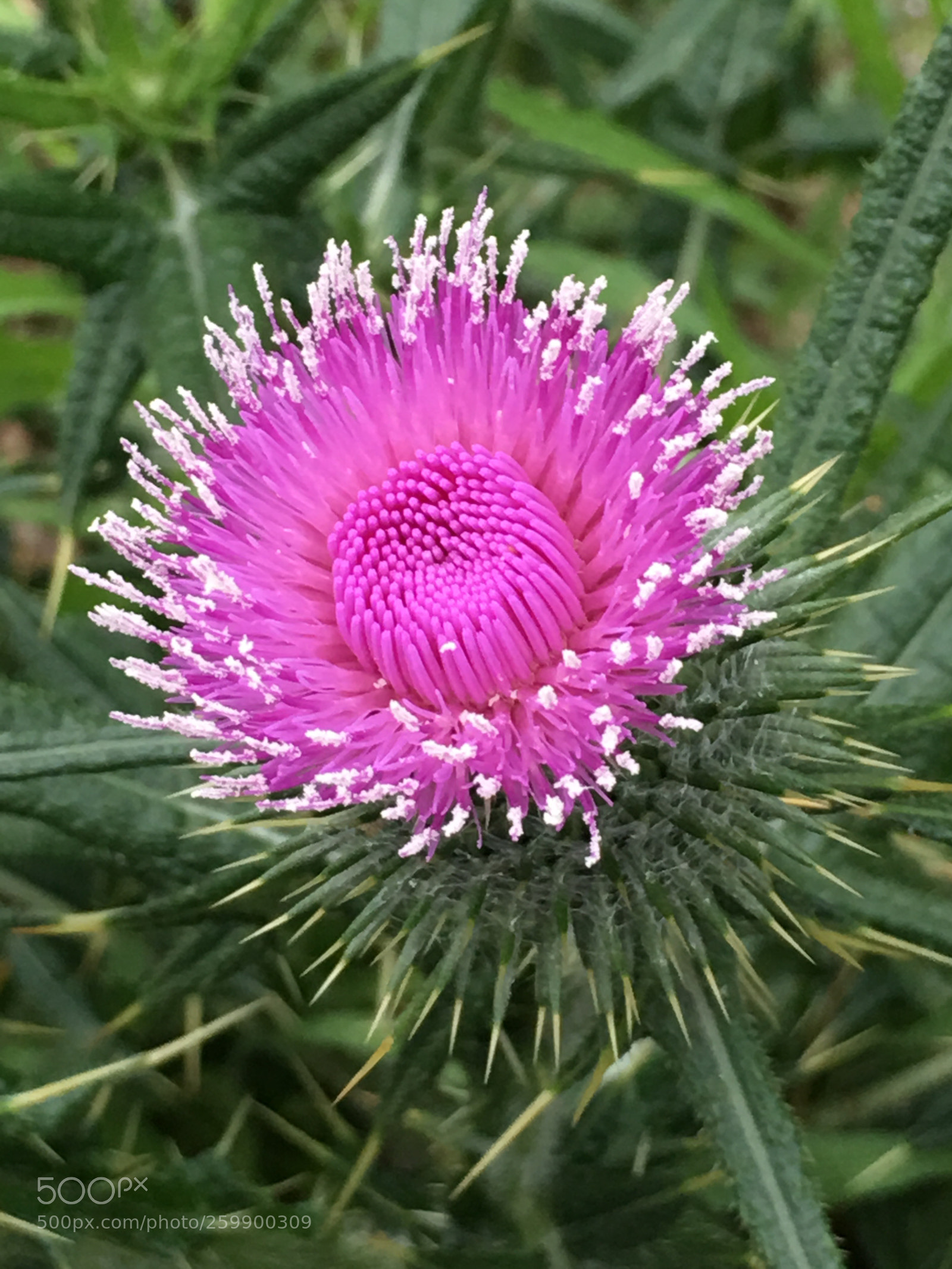 Apple iPhone 6s Plus sample photo. Spring2018 flowers photography