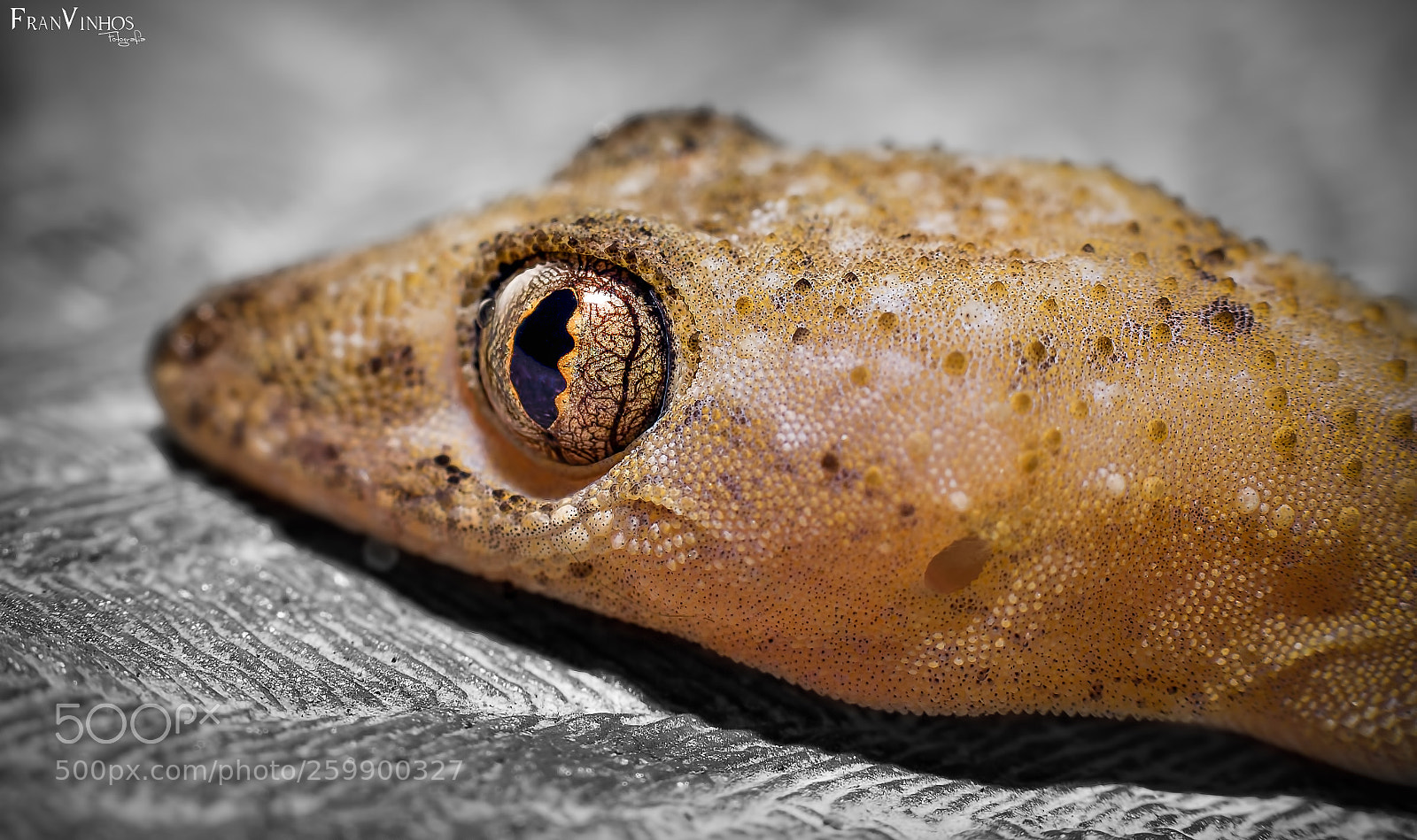 Canon EOS 70D sample photo. Untitled photography