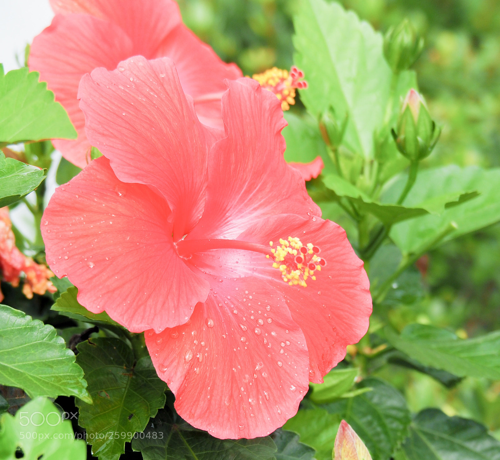 Olympus OM-D E-M1 Mark II sample photo. Hibiscus rain photography
