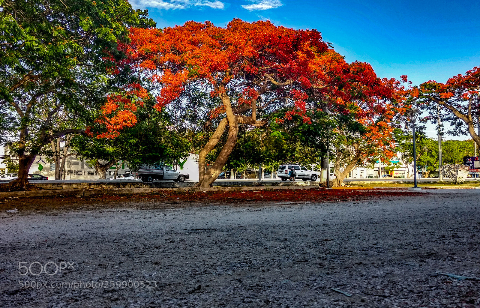 Motorola Moto G (4) sample photo. Flamboyan photography