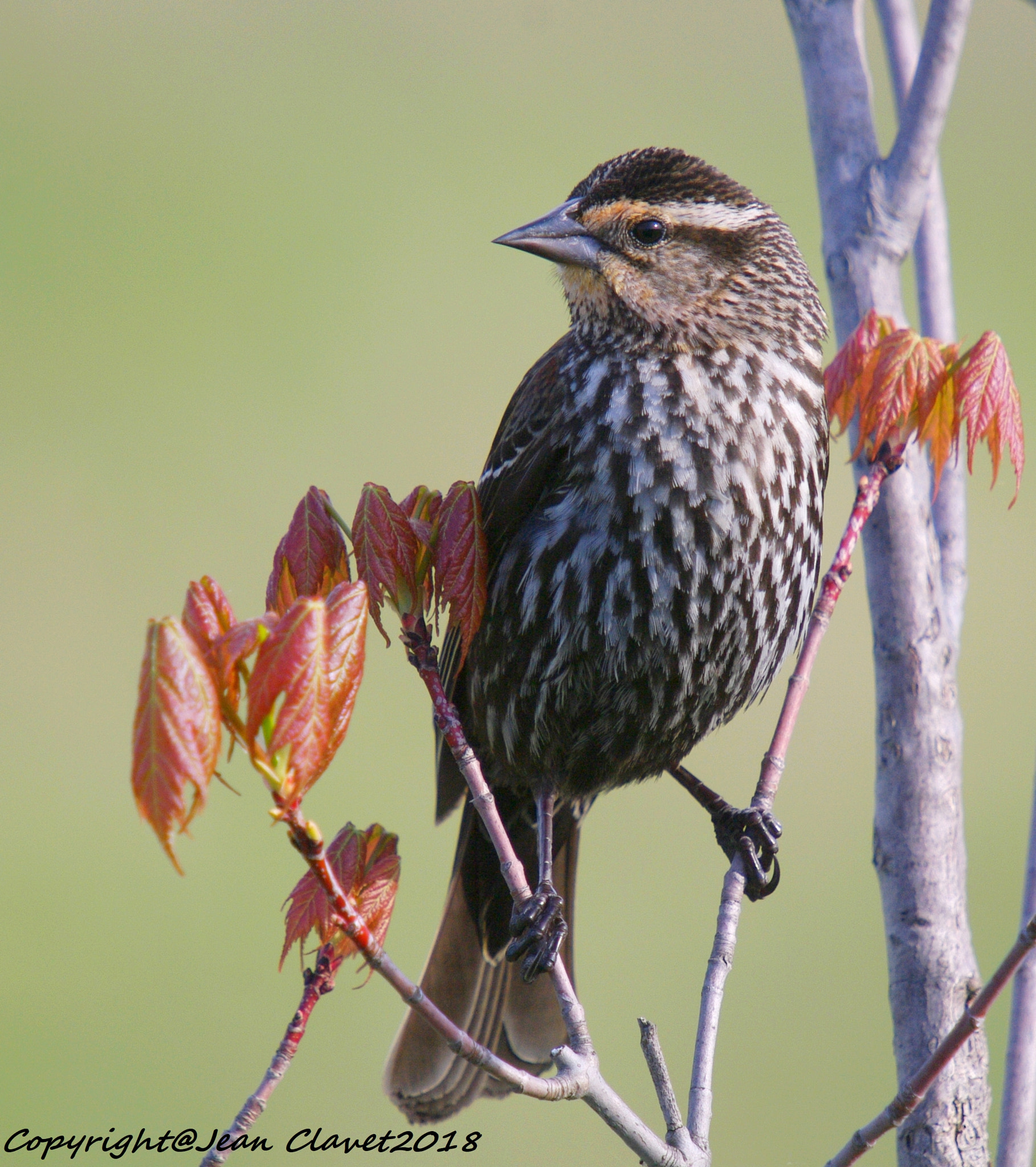 Pentax K-7 sample photo. Carouge à épaulettes (femelle)/  red-winged blackb photography