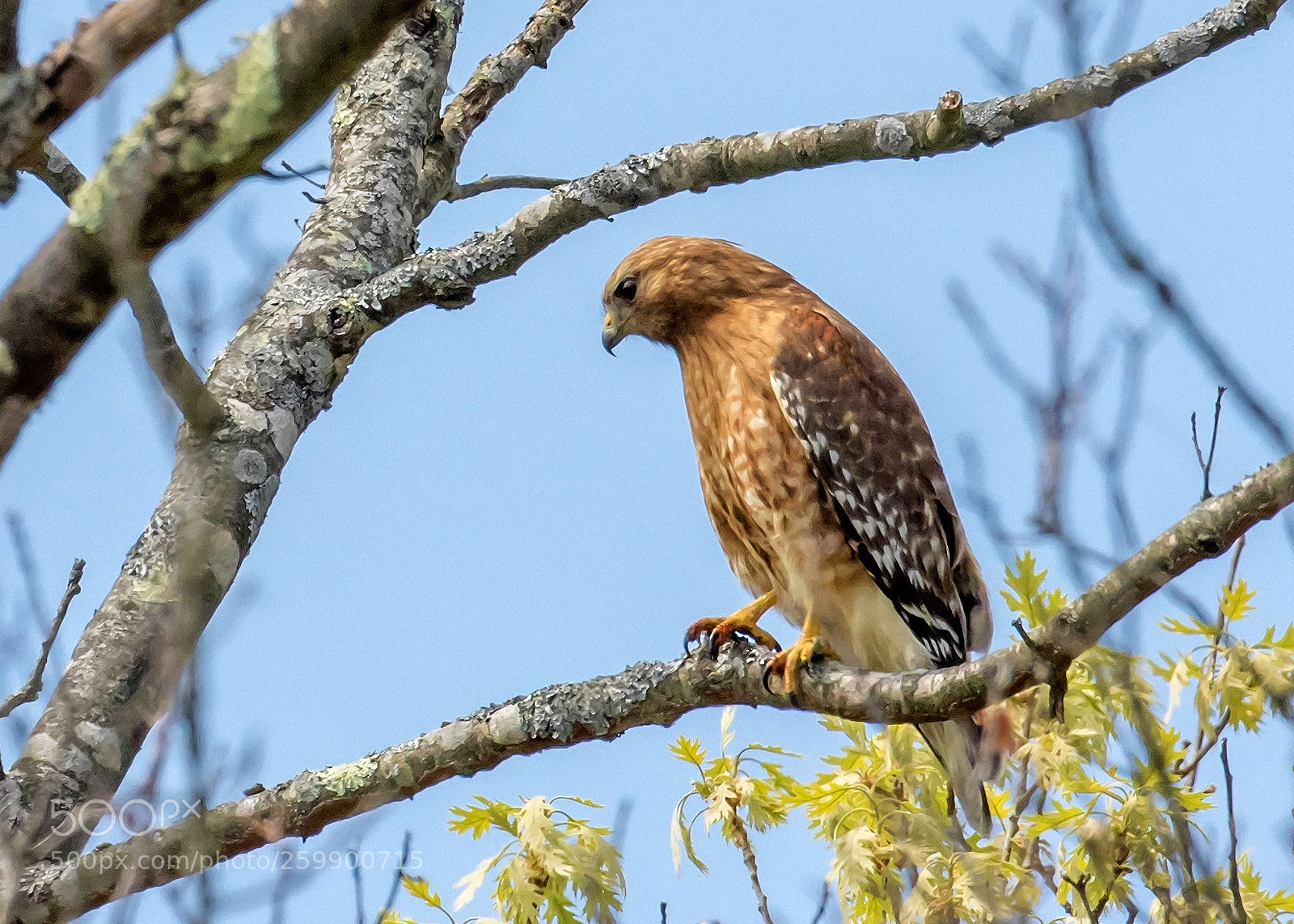 Canon EOS 7D Mark II sample photo. Red shouldered hawk photography