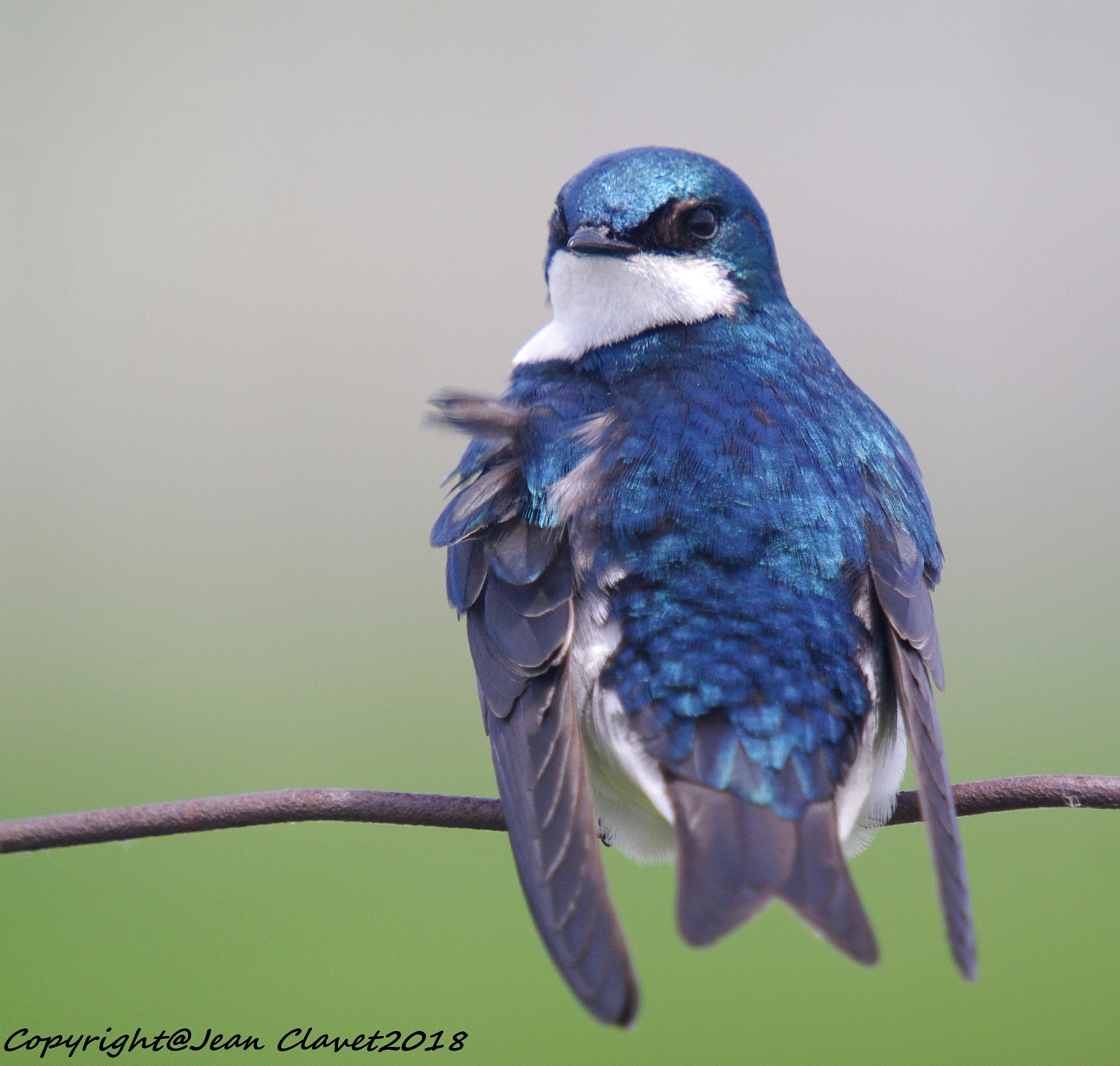 Pentax K-7 sample photo. Hirondelle bicolore/ tree swallow photography