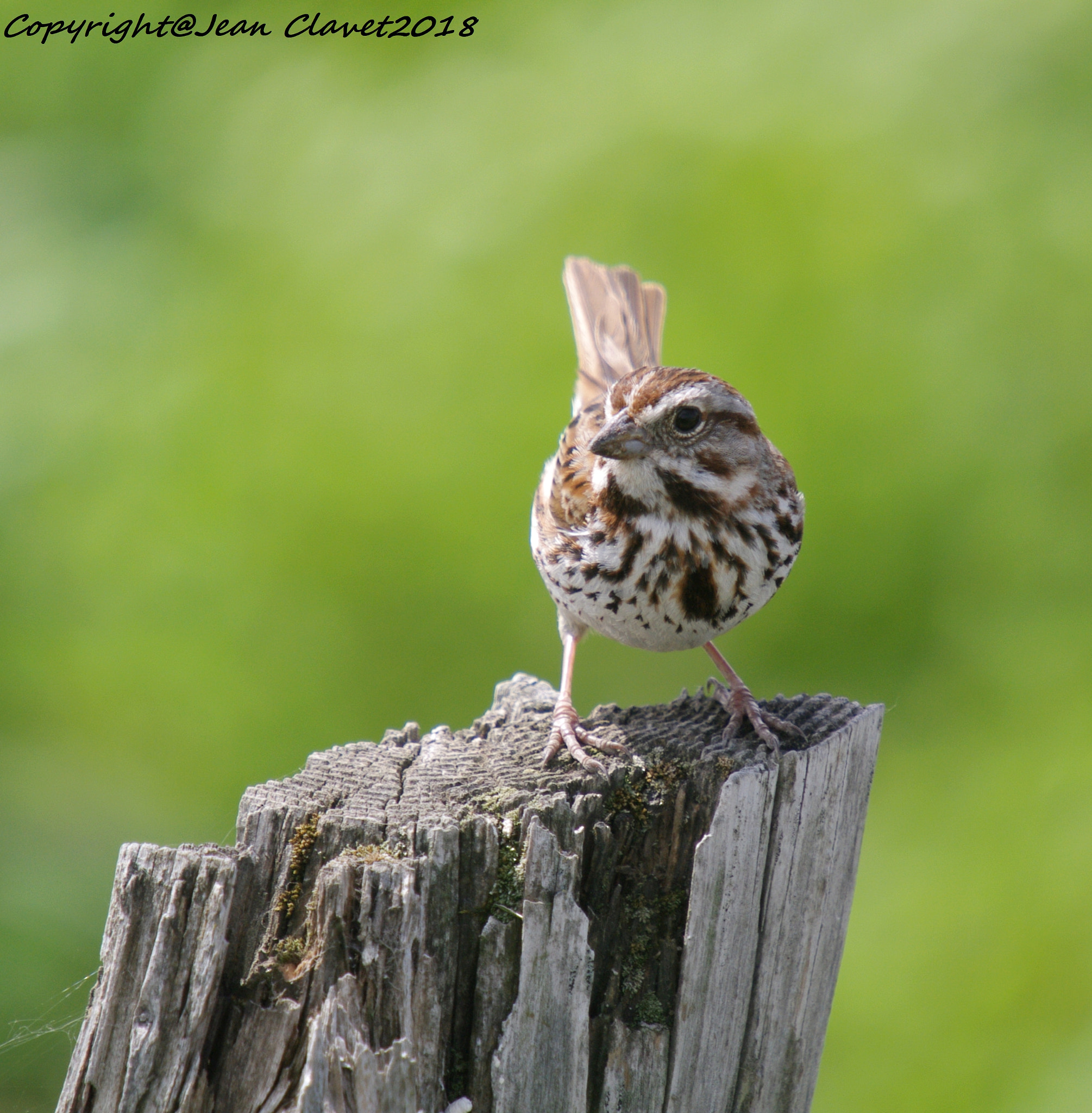 Pentax K-7 sample photo. Bruant chanteur/ song sparrow photography