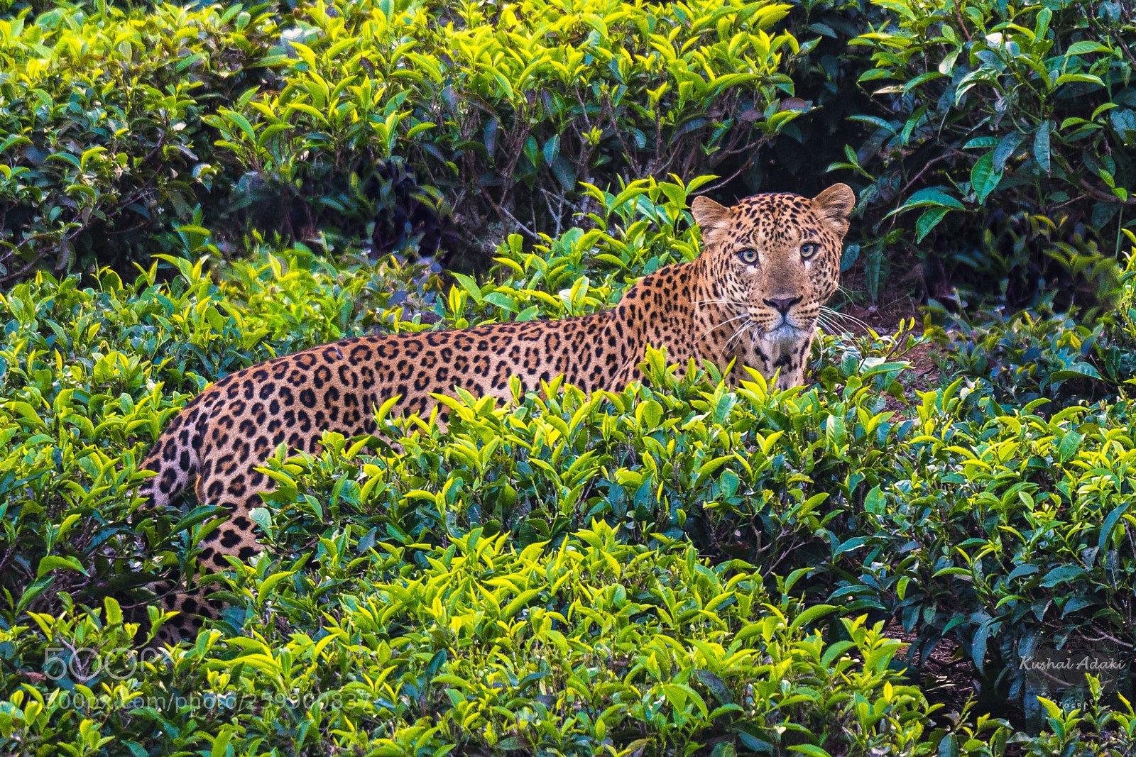 Nikon D500 sample photo. Indian leopard male on photography
