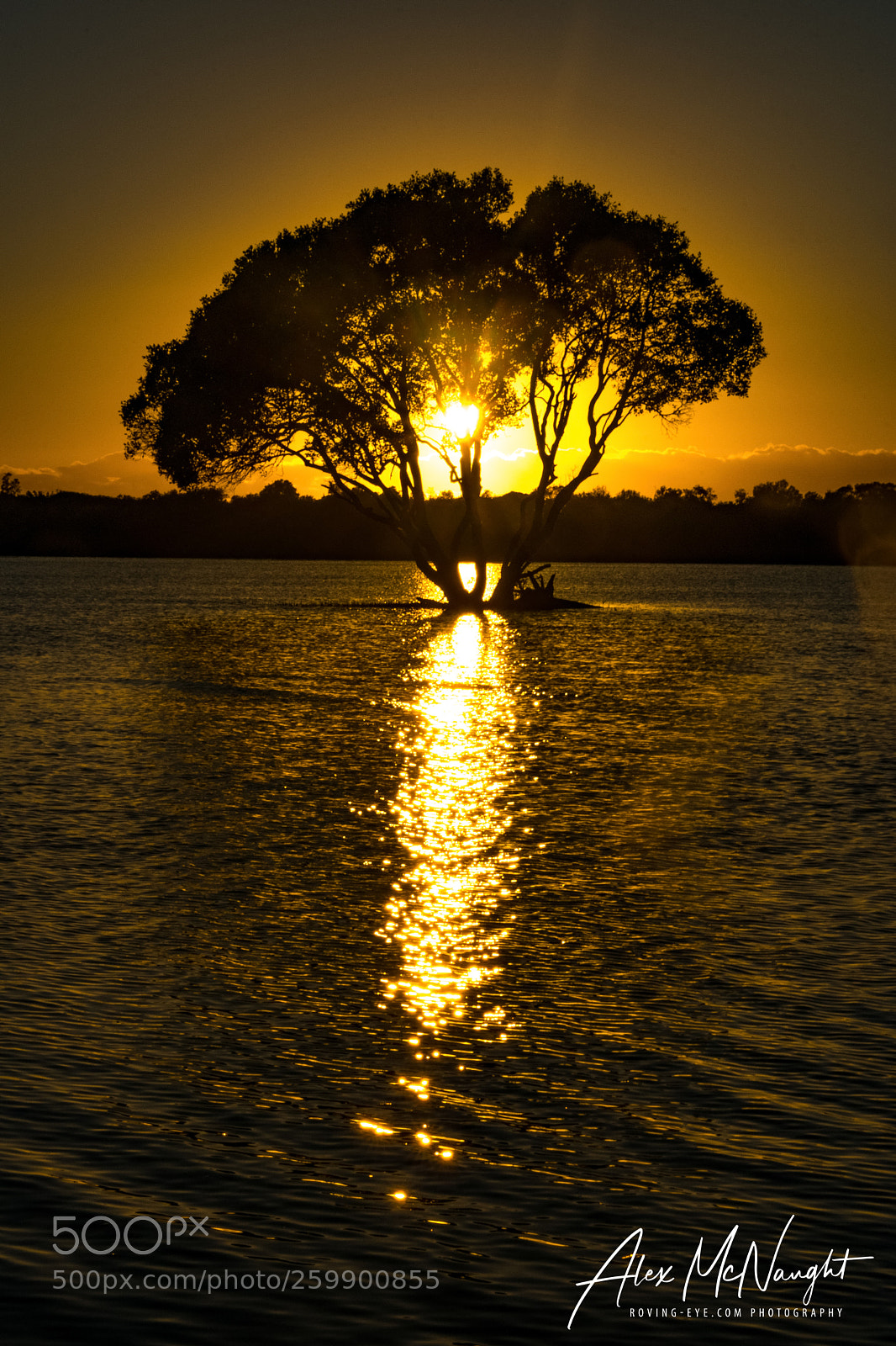 Nikon D3300 sample photo. Tree on fire photography
