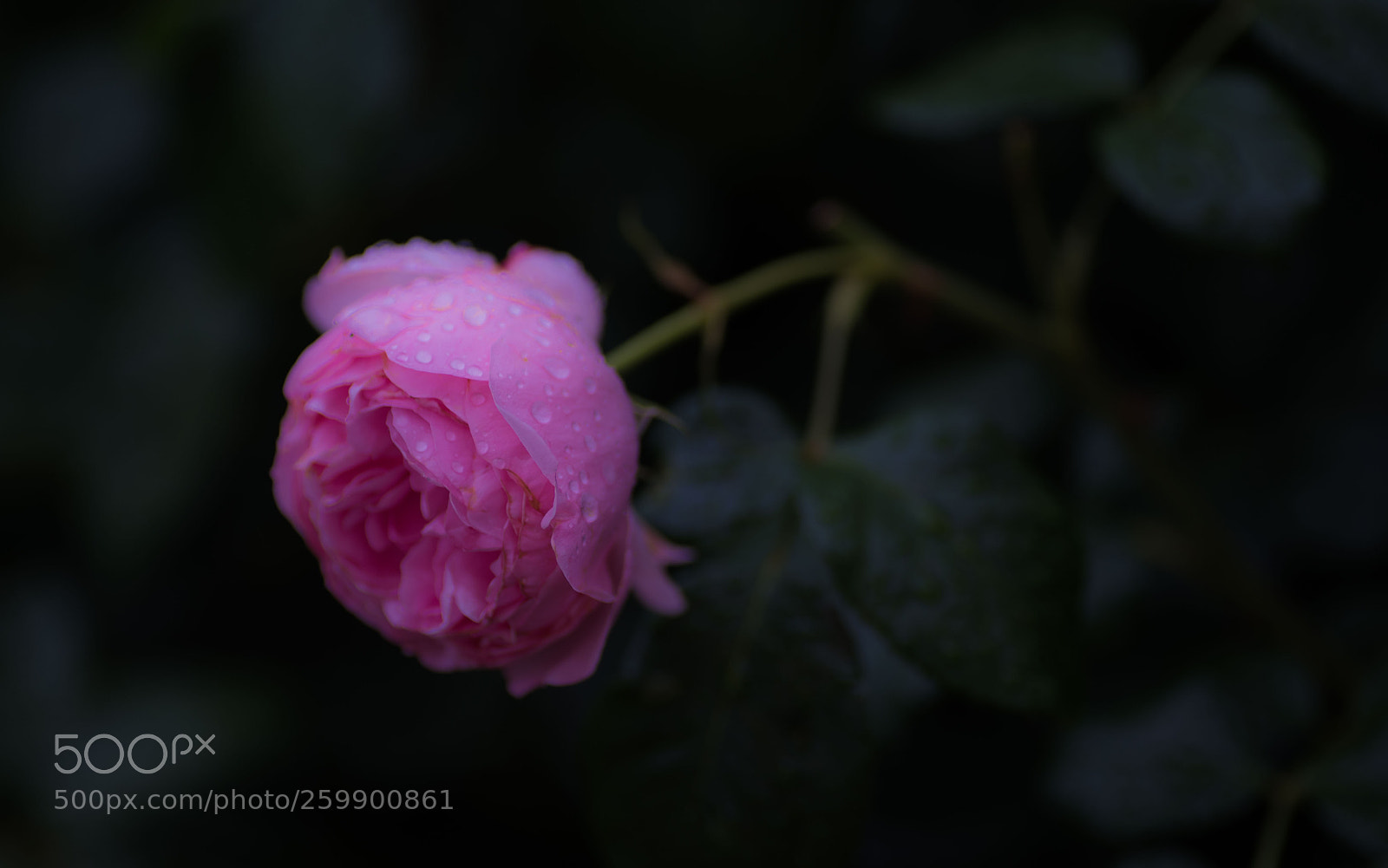 Nikon D750 sample photo. Drops on pink rose photography