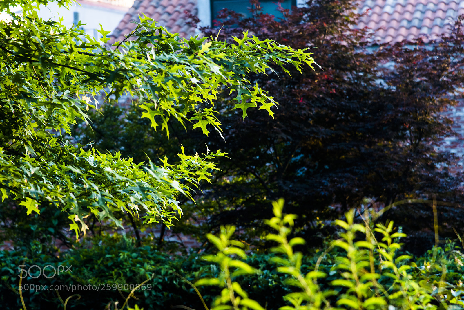 Nikon D810 sample photo. In a town  no.35 photography