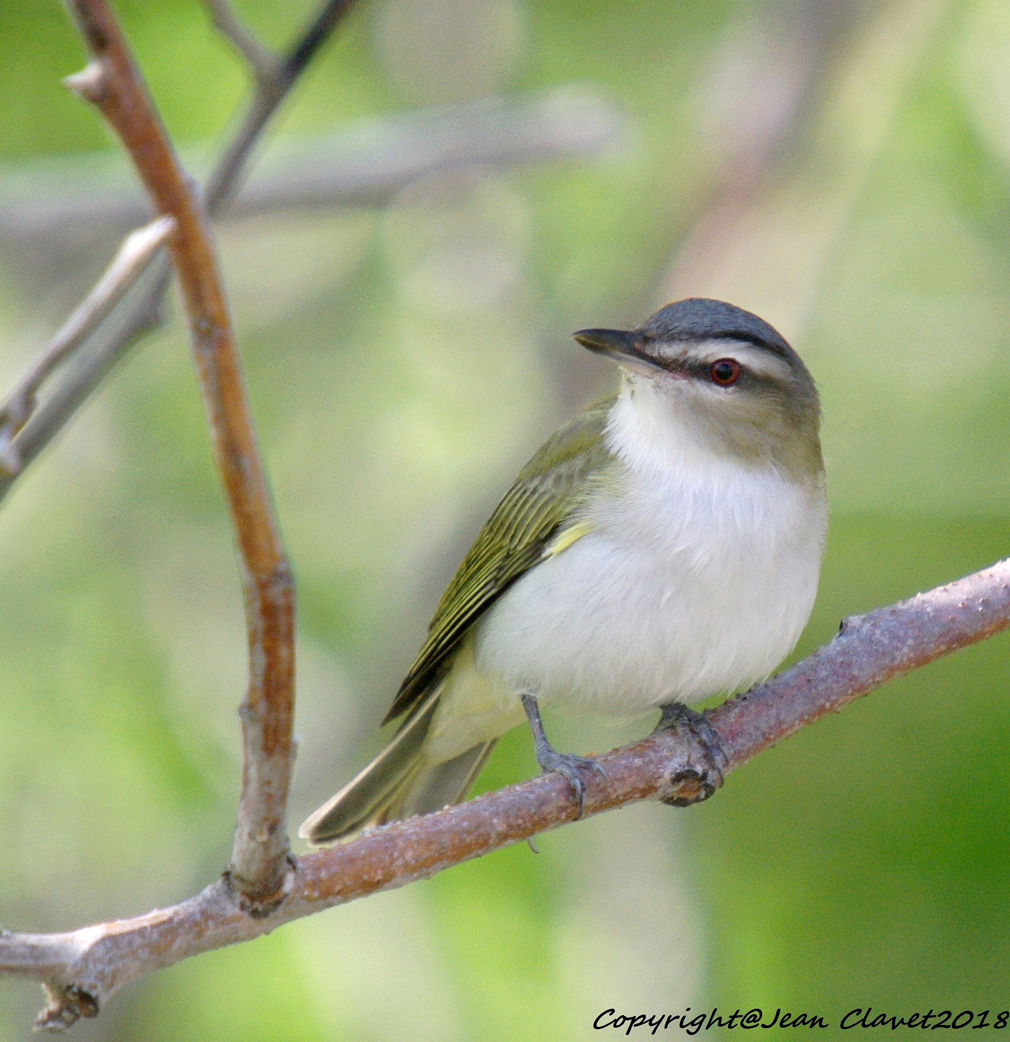 Pentax K-7 + Sigma sample photo. Viréo aux yeux rouges/ red-eyed vireo photography