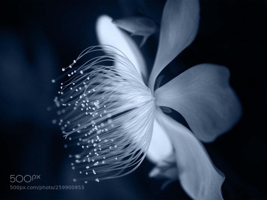 Olympus OM-D E-M10 II sample photo. Like a jellyfish photography