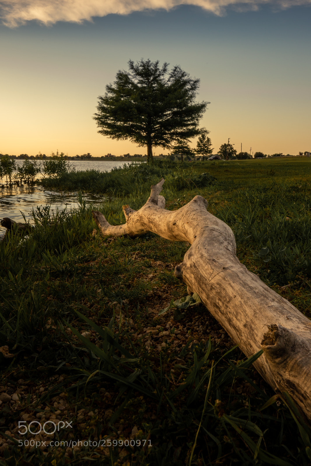 Canon EOS 6D Mark II sample photo. Tree photography