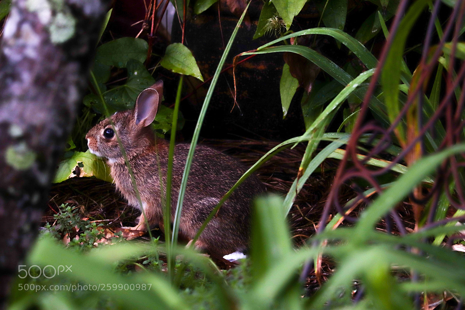 Canon EOS 77D (EOS 9000D / EOS 770D) sample photo. Rabbit in a garden photography