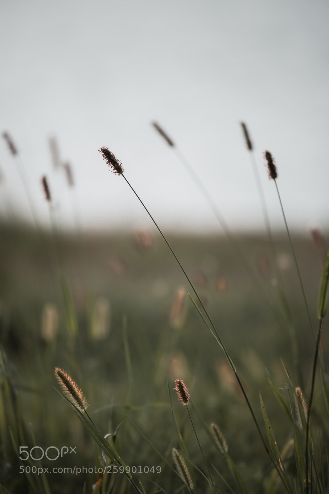 Canon EOS 6D Mark II sample photo. Grass photography