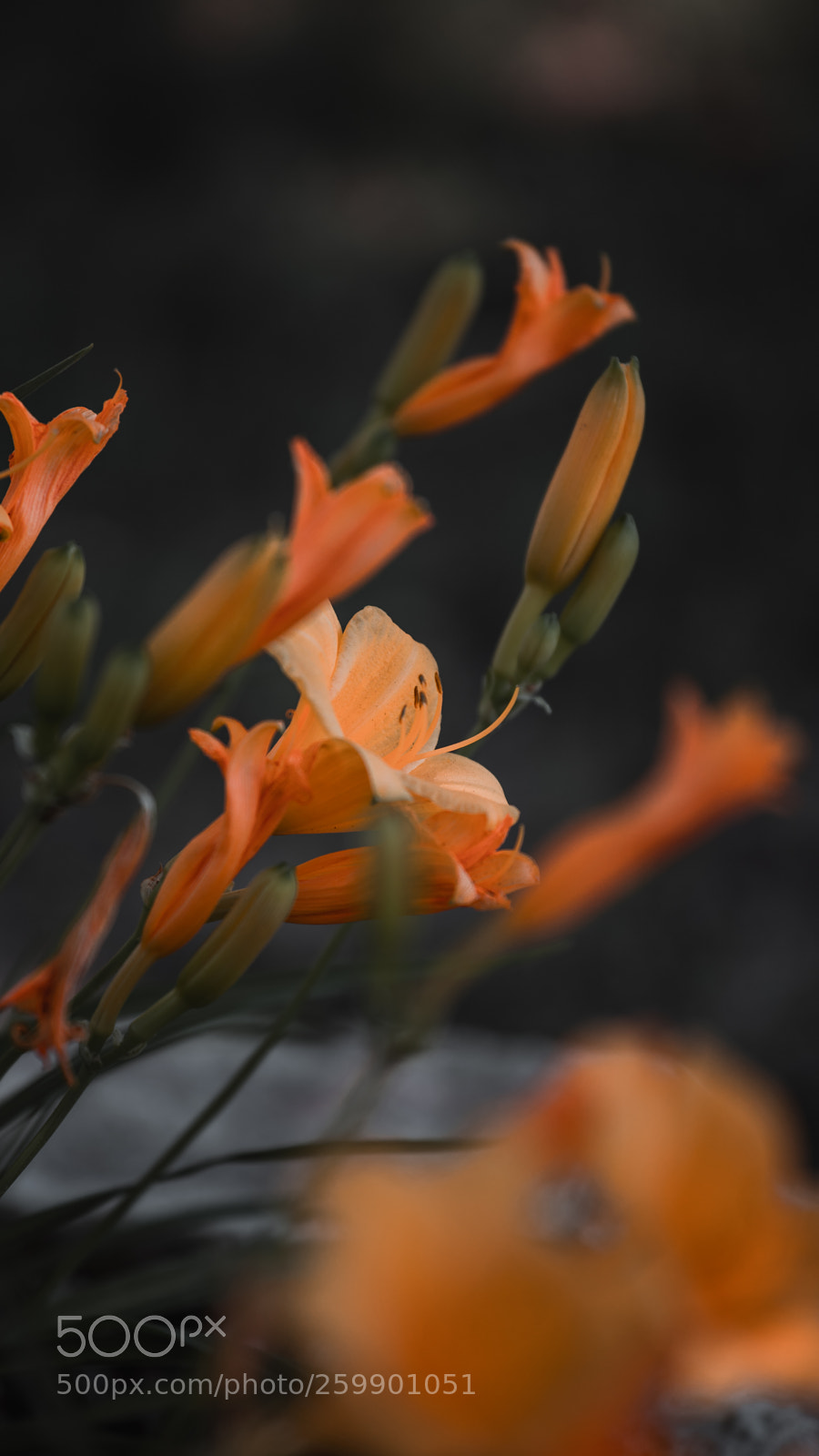 Canon EOS 6D Mark II sample photo. Flowers photography