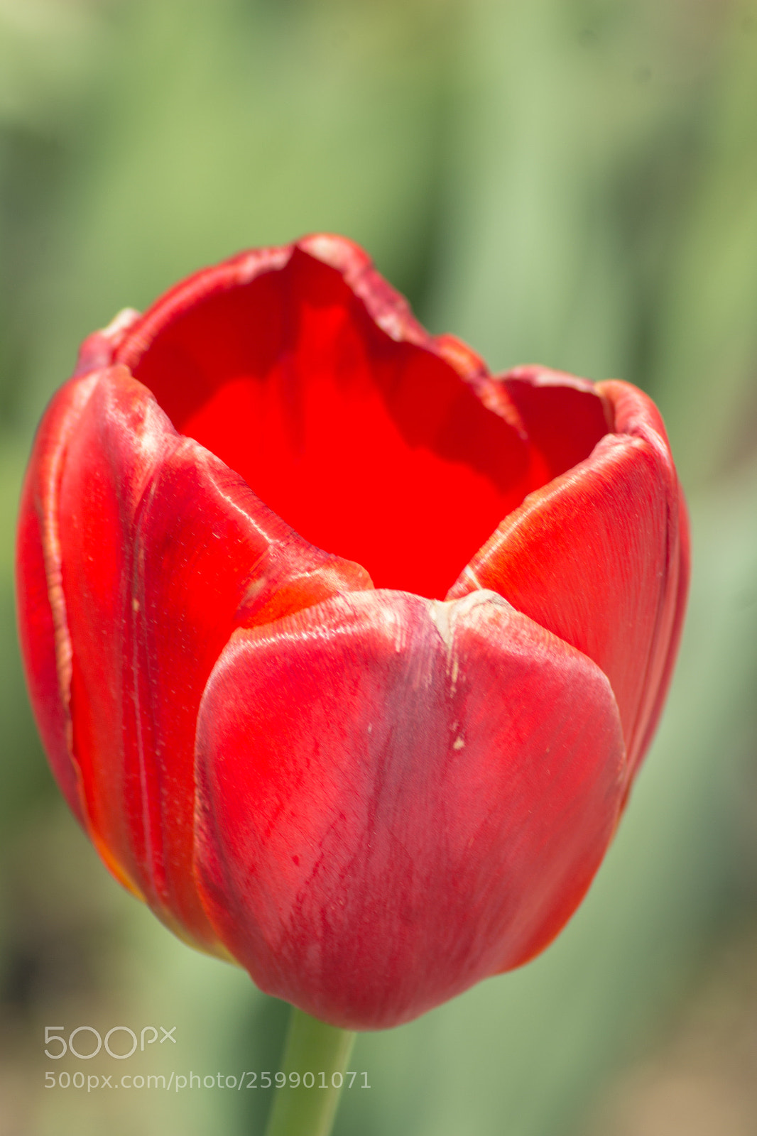 Canon EOS 1200D (EOS Rebel T5 / EOS Kiss X70 / EOS Hi) sample photo. Red tulip photography