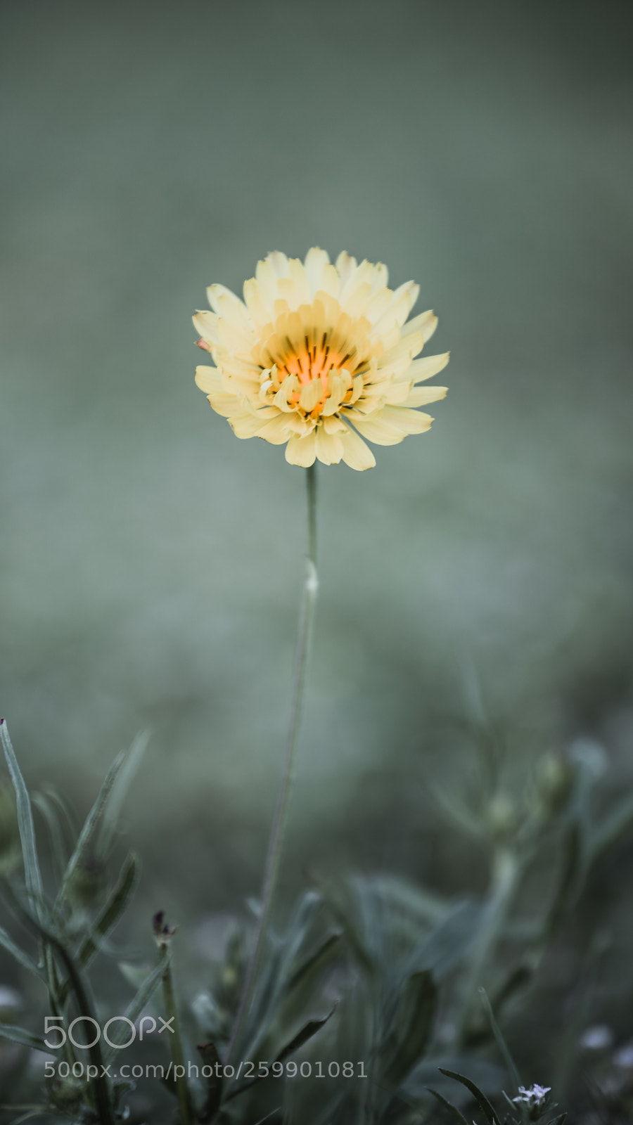 Canon EOS 6D Mark II sample photo. Alone flower photography