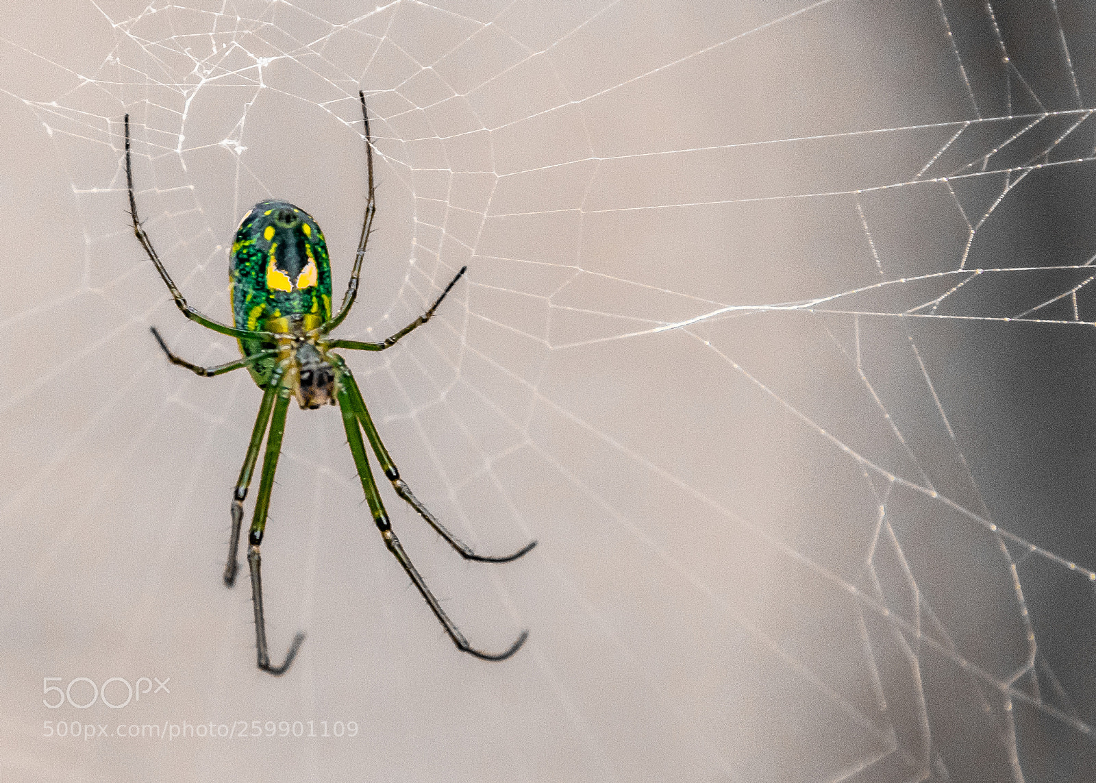 Nikon D5300 sample photo. Spider photography