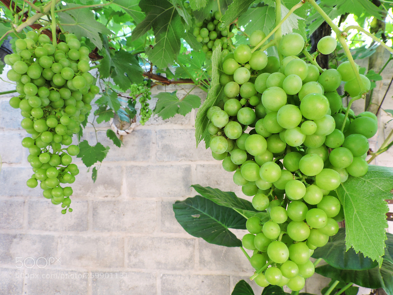 Nikon Coolpix P530 sample photo. Green grapes photography