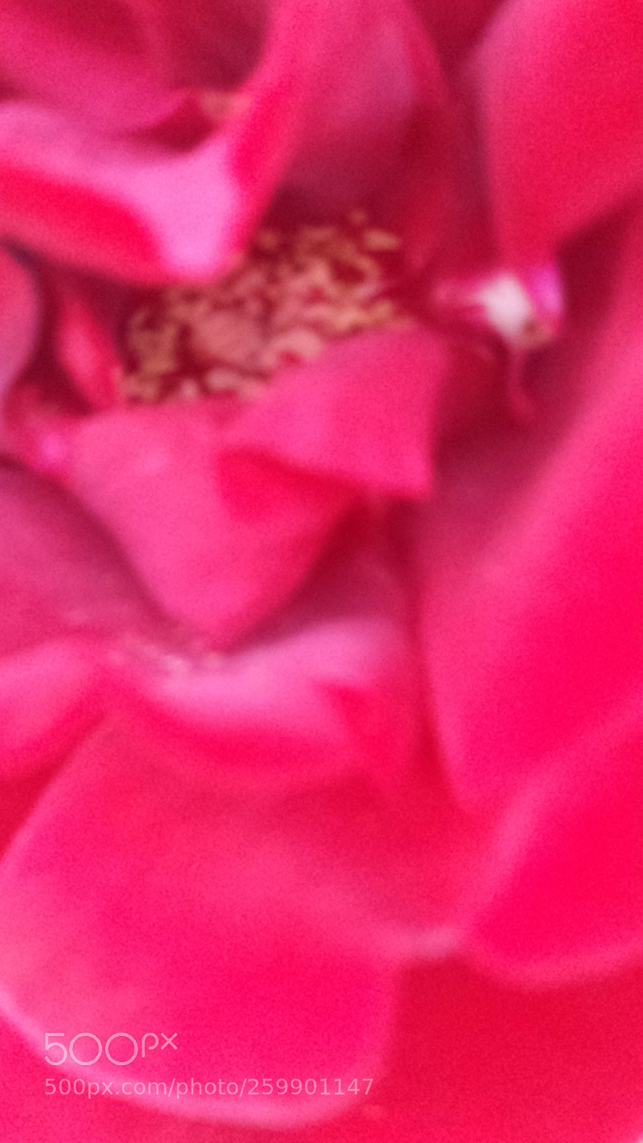 Samsung Galaxy S4 sample photo. Rose our red? photography