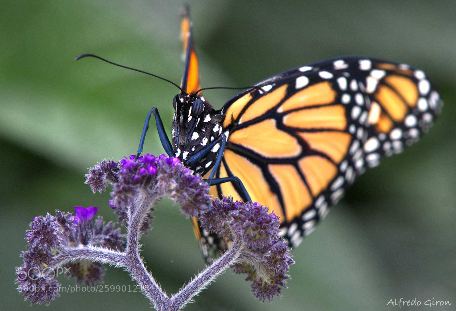 Nikon D500 sample photo. Monarch photography