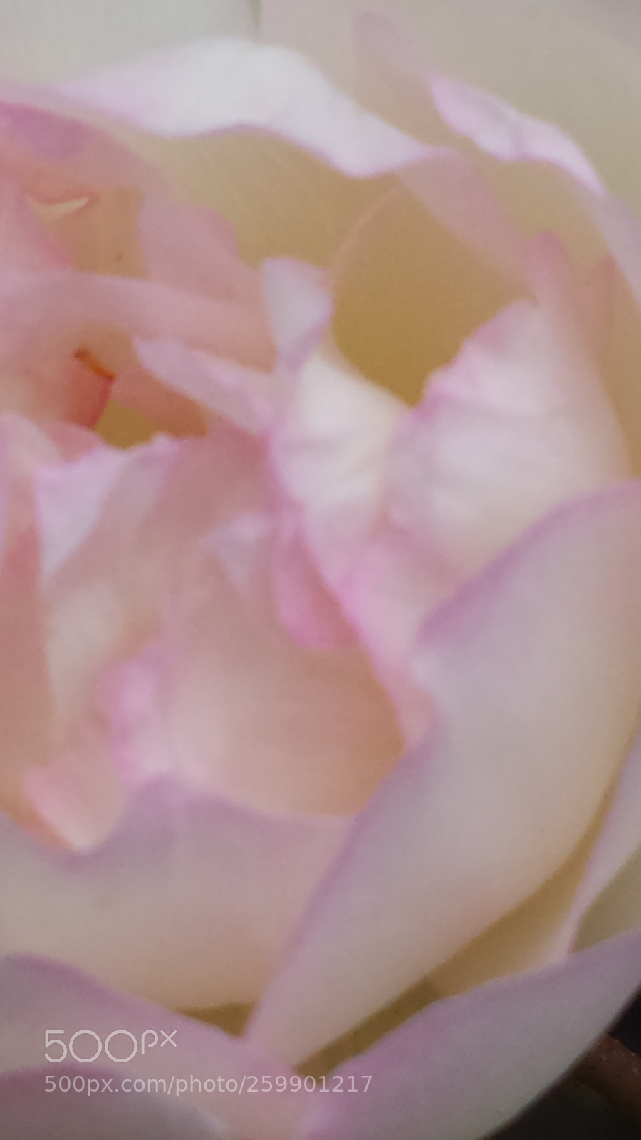 Samsung Galaxy S4 sample photo. Rose rose photography