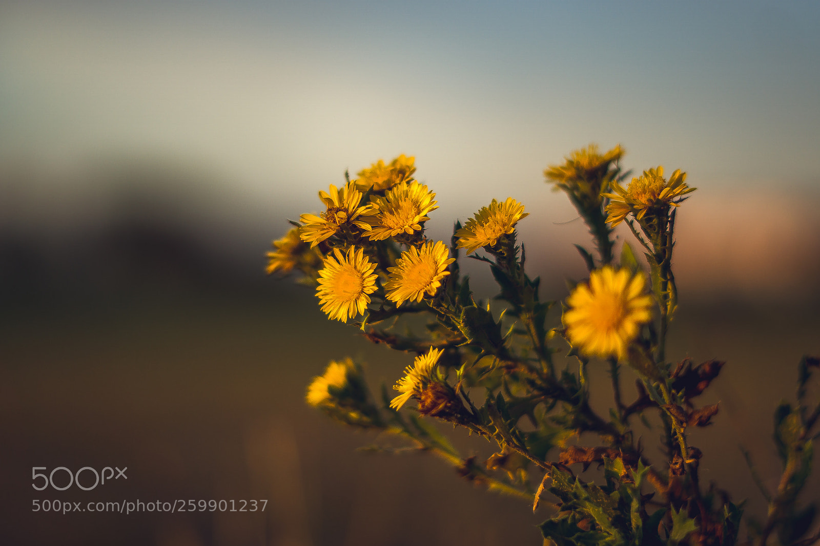 Sony a6000 sample photo. Nature at sunset photography