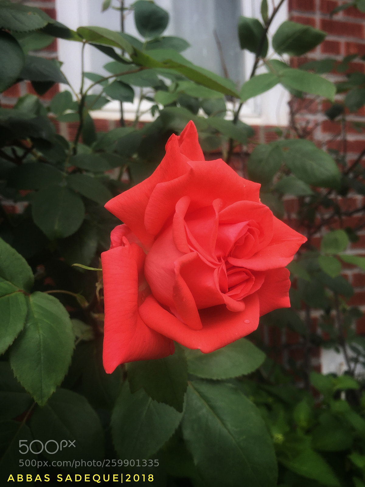 Apple iPhone 6 sample photo. Untitled photography