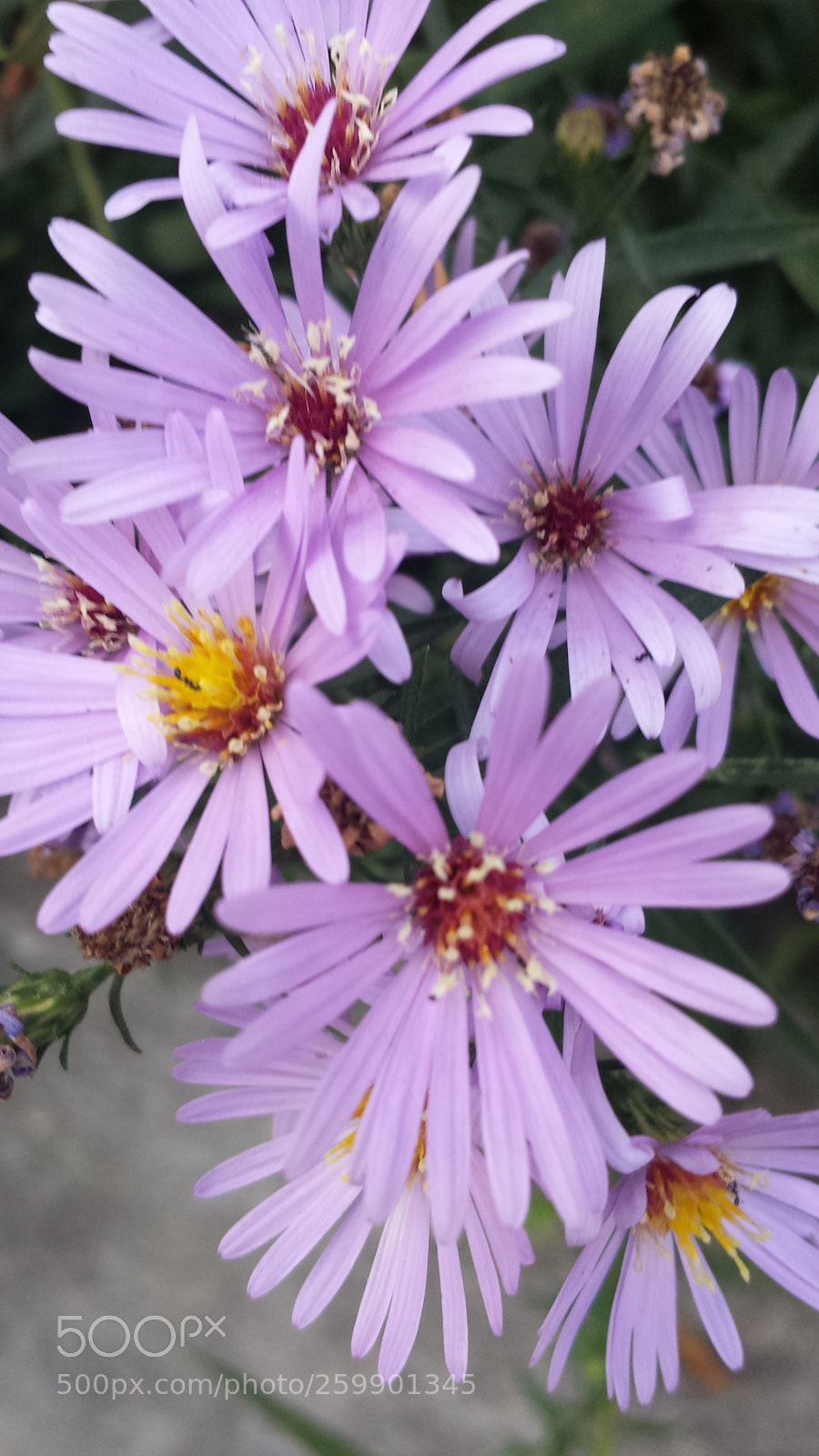 Samsung Galaxy S4 sample photo. Garden photography