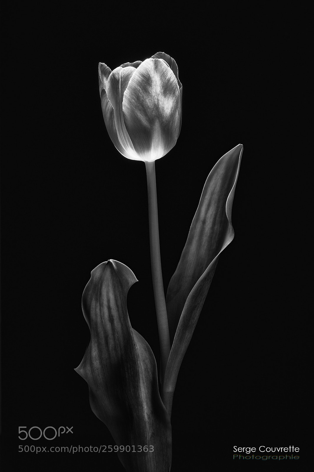 Nikon D750 sample photo. Contrasted beauty photography