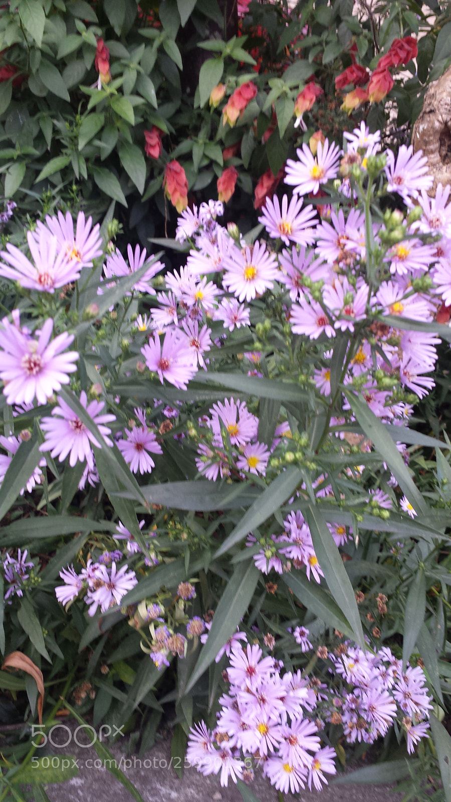 Samsung Galaxy S4 sample photo. Garden dream photography