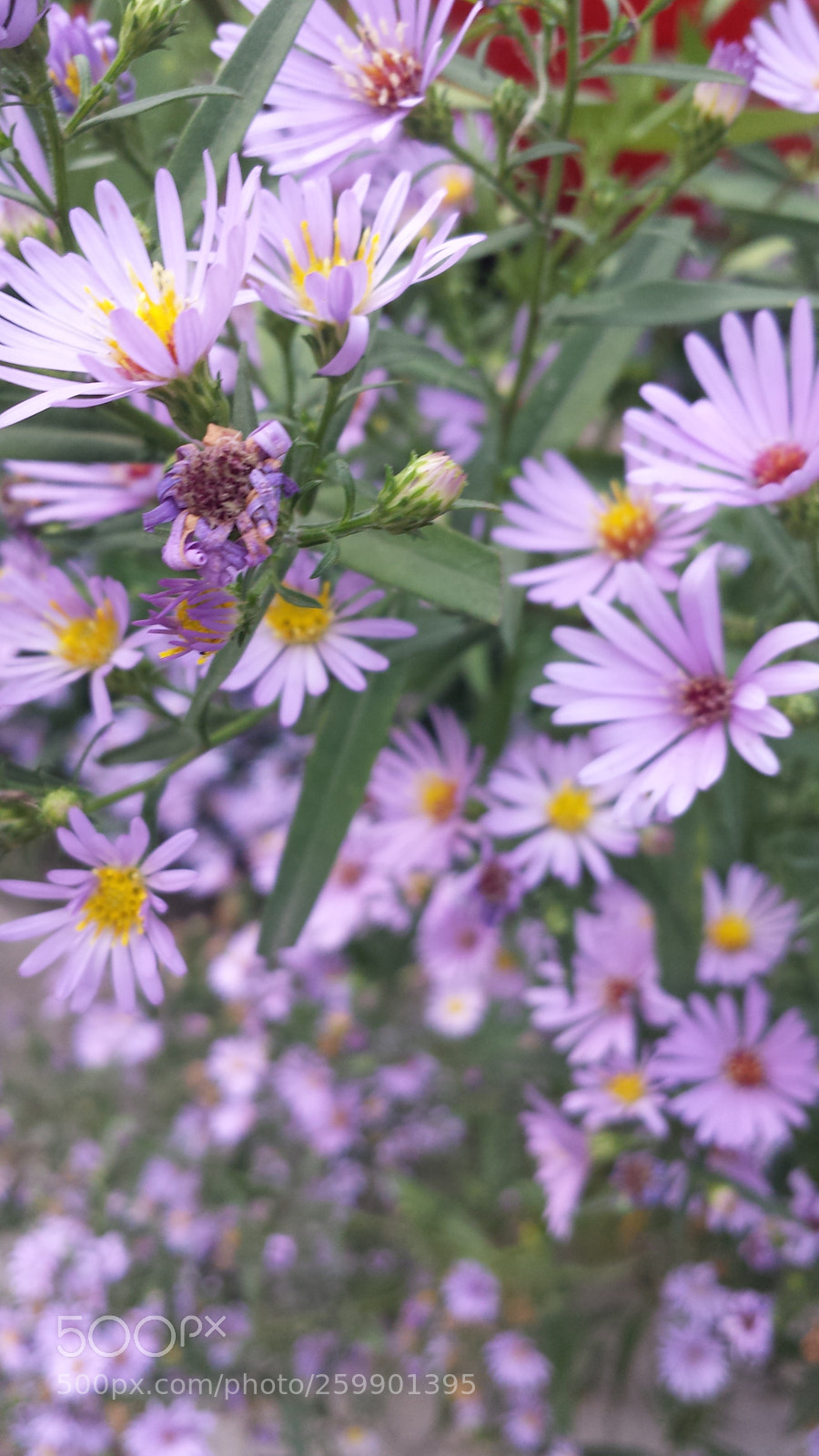 Samsung Galaxy S4 sample photo. Untitled photography