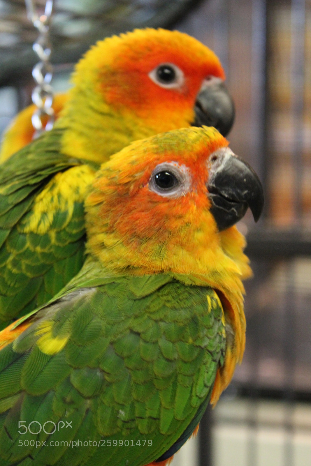 Canon EOS 600D (Rebel EOS T3i / EOS Kiss X5) sample photo. Sun conures photography