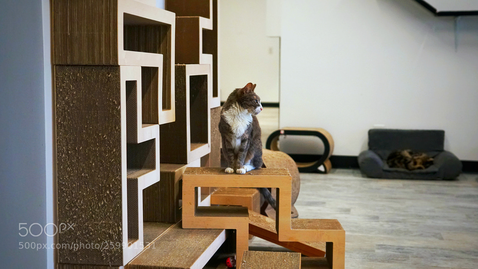 Sony a6500 sample photo. Cat cafe cat photography