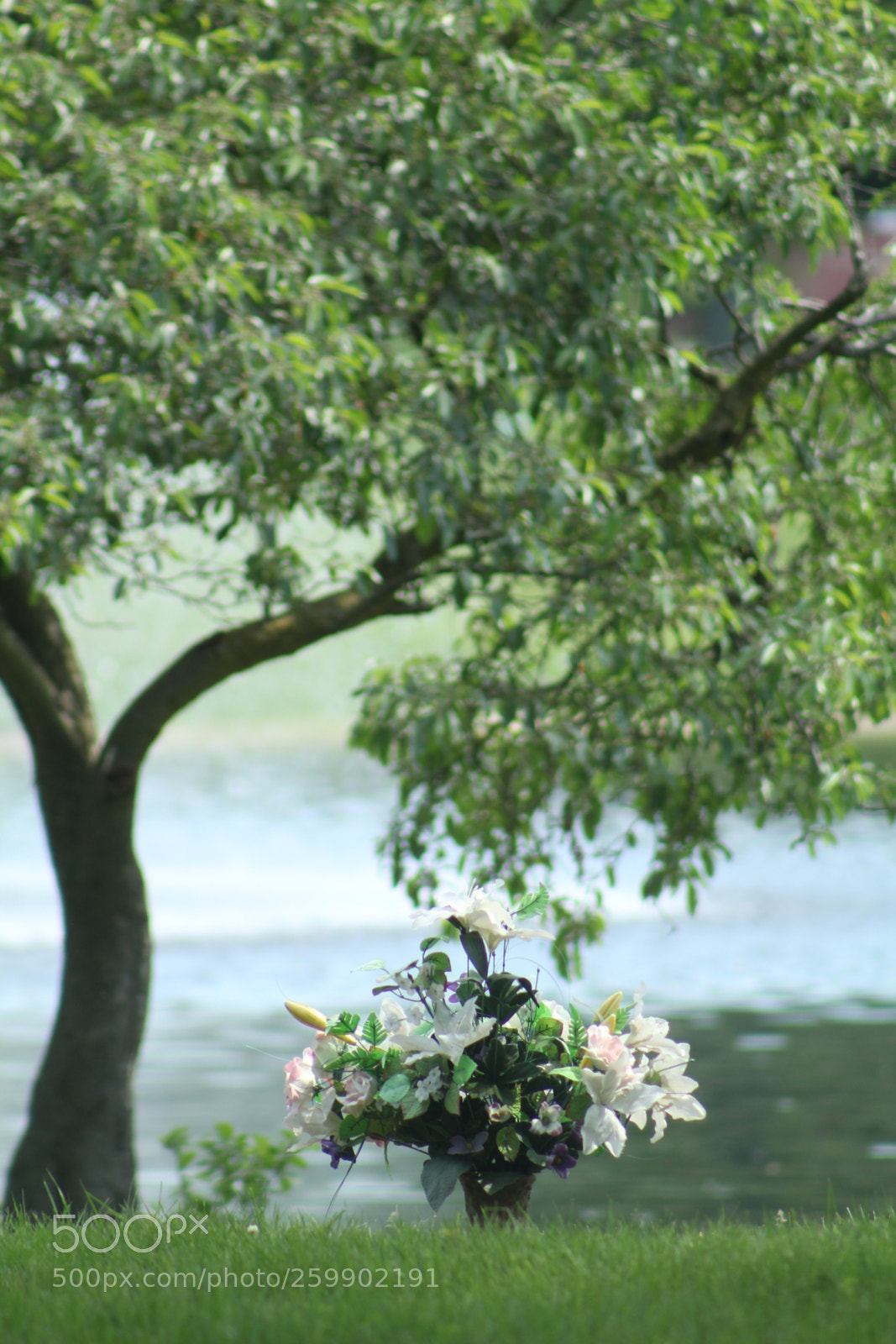 Canon EF 75-300mm f/4-5.6 sample photo. Flower pot underneath a photography