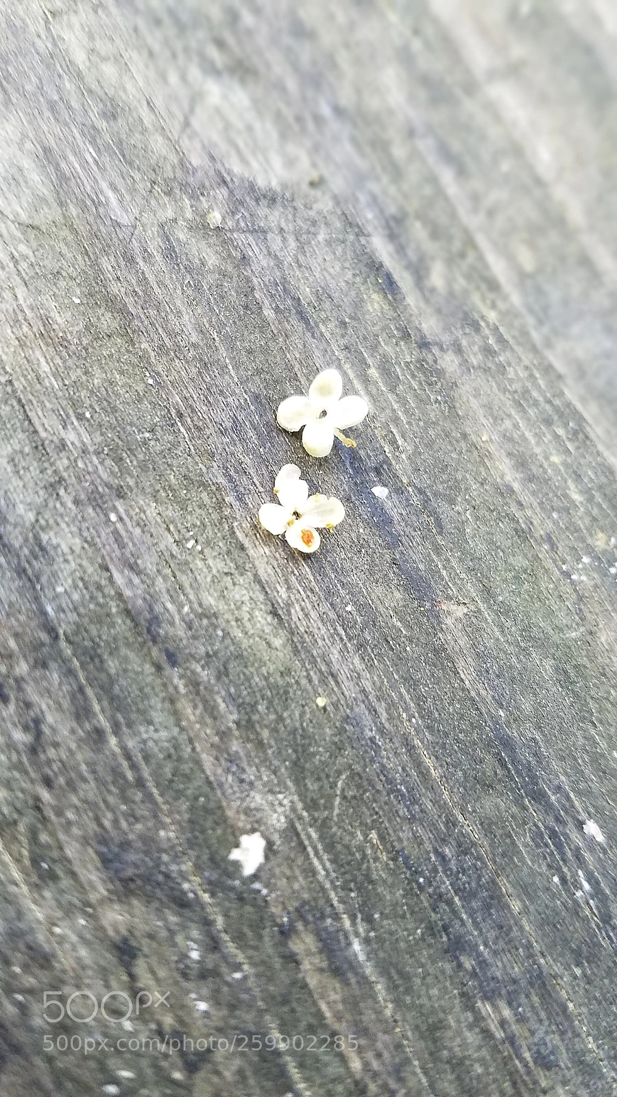 Samsung Galaxy S7 Edge sample photo. Minimalistic photography photography