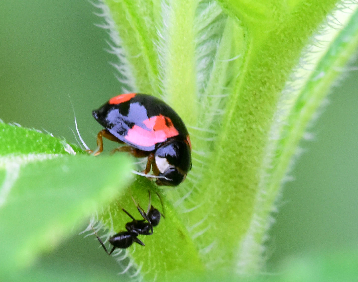 Nikon D7200 + Nikon AF-Nikkor 80-200mm F2.8D ED sample photo. 瓢虫与蚂蚁 photography