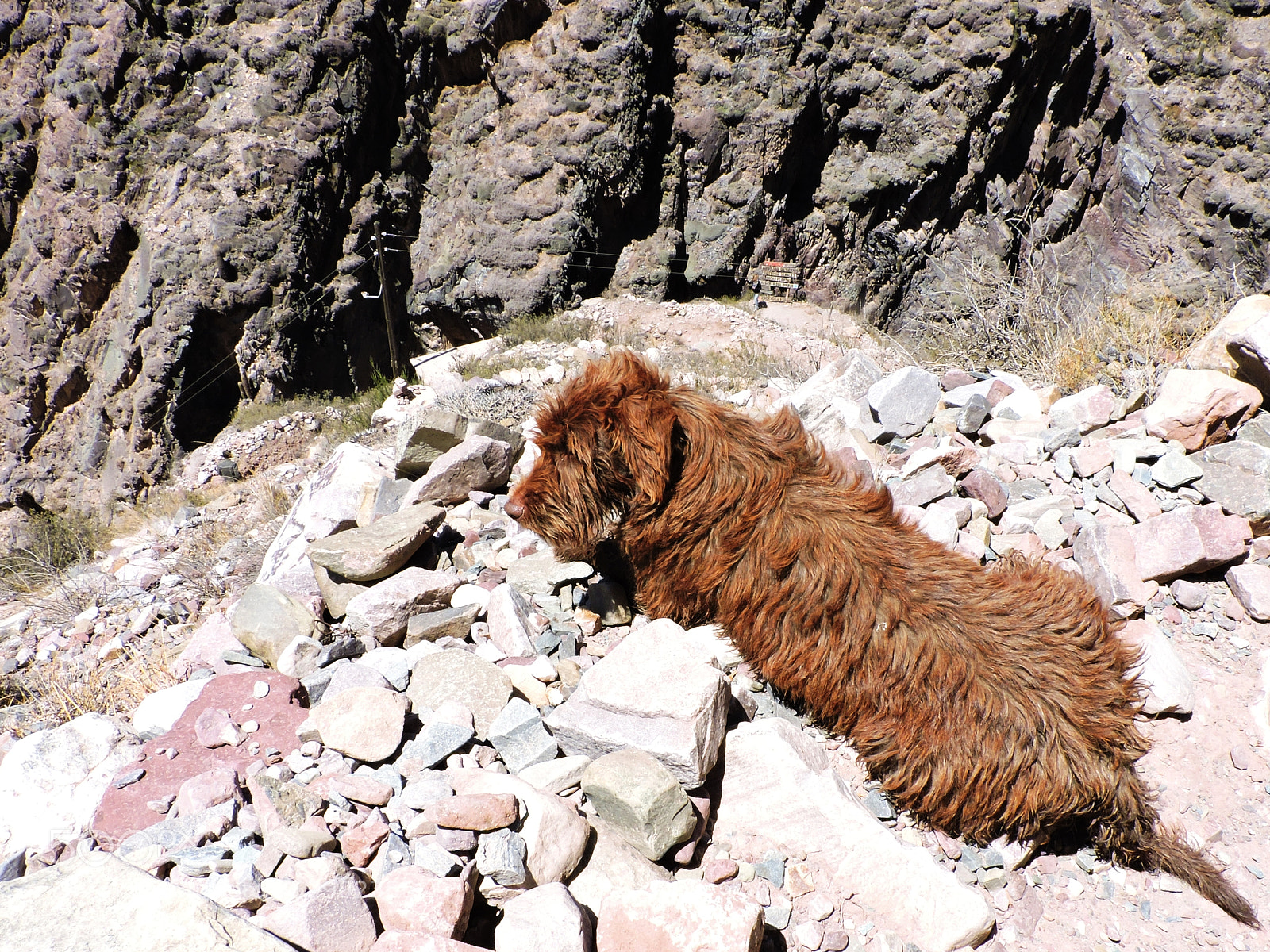 Nikon Coolpix P530 sample photo. Brown dog photography