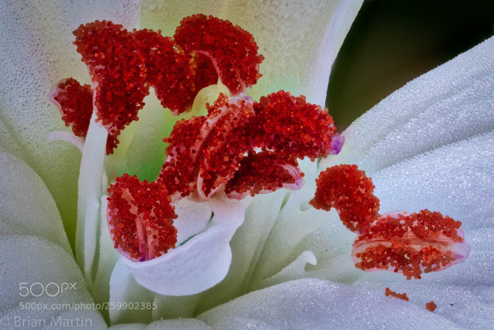 Sony a7R III sample photo. Geranium pollen photography
